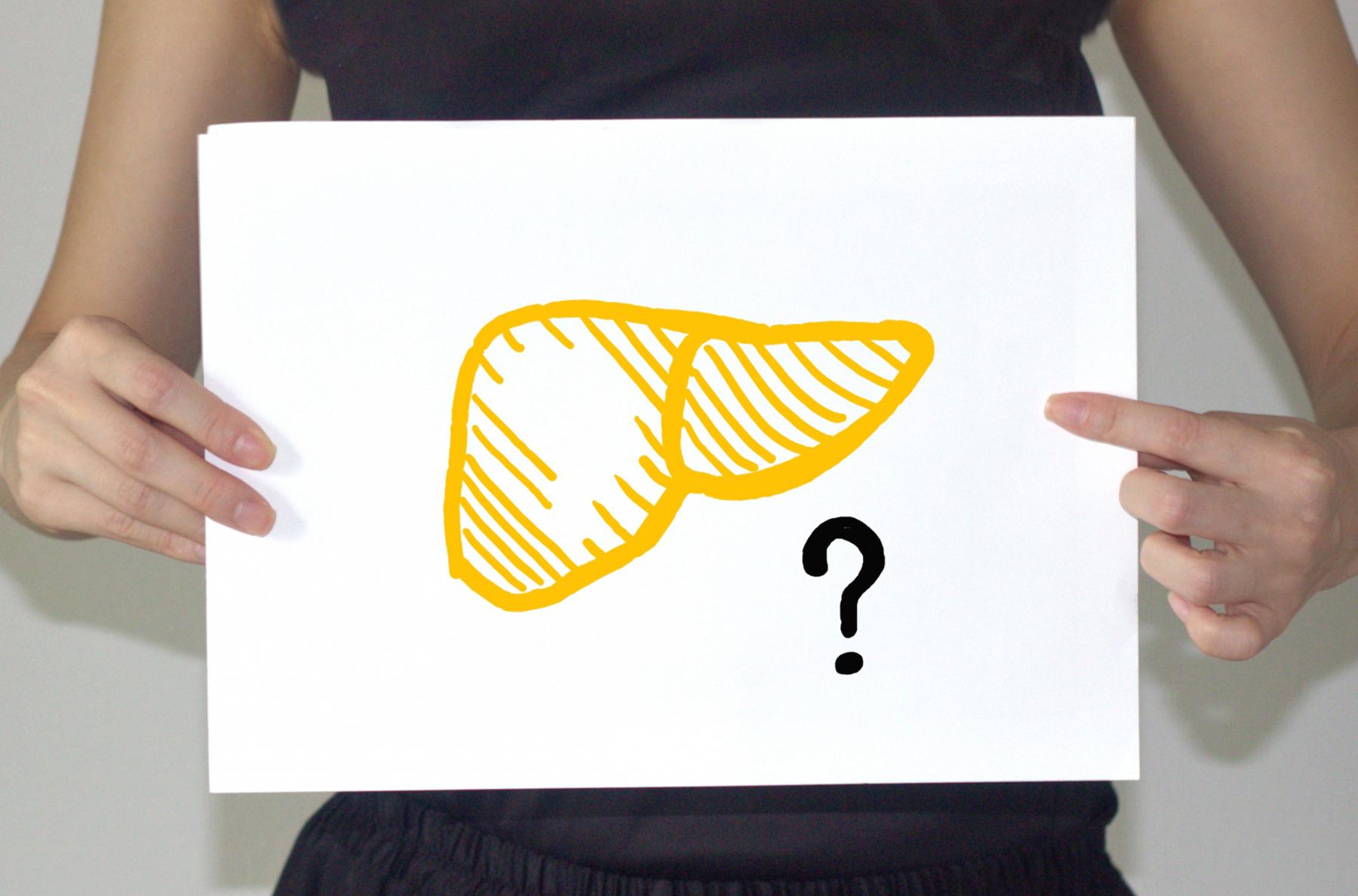 肝臓の絵が描かれた紙を持っている人